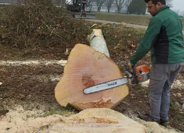 potatura piante boschive e ad alto fusto