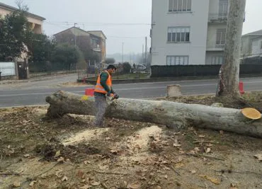 potatura piante boschive e ad alto fusto