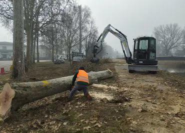 potatura piante boschive e ad alto fusto