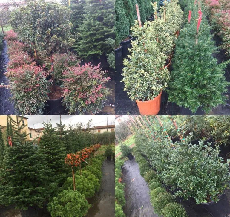 Lagerstroemia