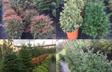 Lagerstroemia