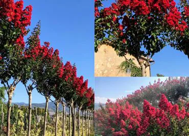 lagerstroemia