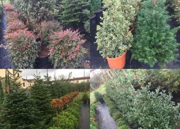 lagerstroemia